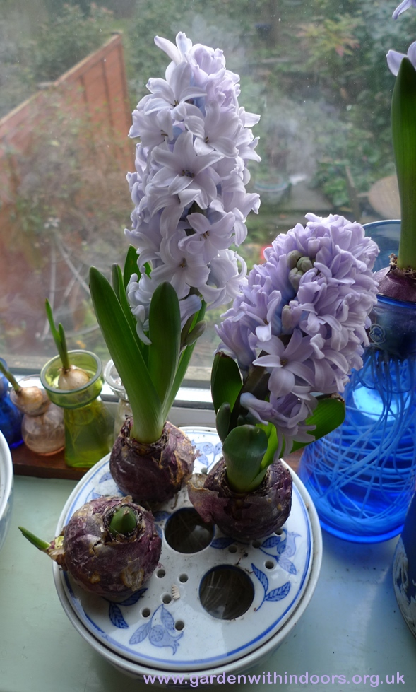forced Caribbean Dream hyacinths in bulb bowl