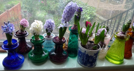 hyacinths in bloom on Christmas Day