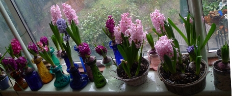 Christmas hyacinth bulbs in hyacinth vases