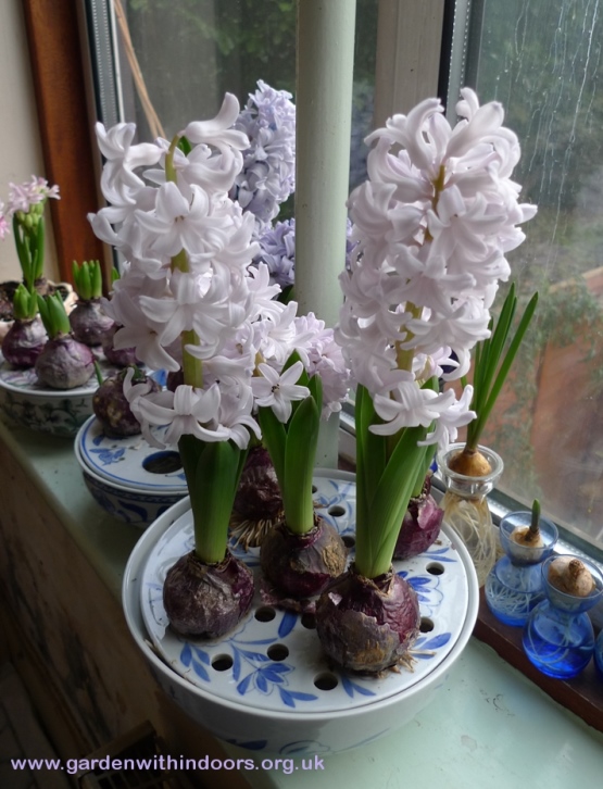 forced City of Bradford hyacinths in bulb bowl