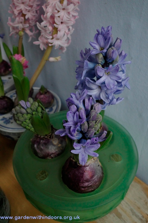Davidson bulb bowl hyacinths in bloom 