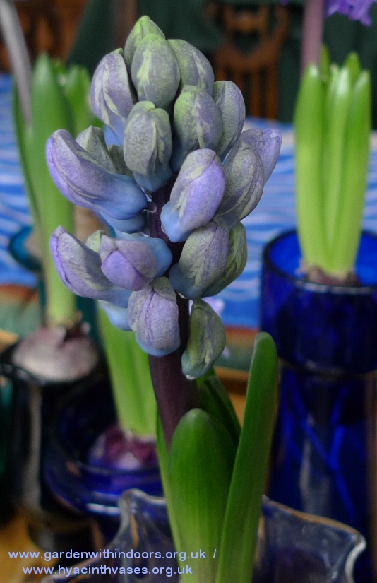 delft blue hyacinth buds