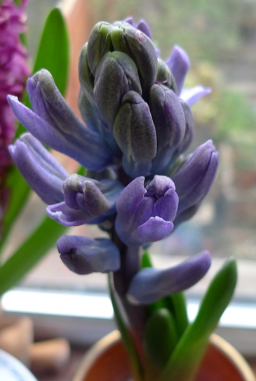 Delft Blue hyacinth buds