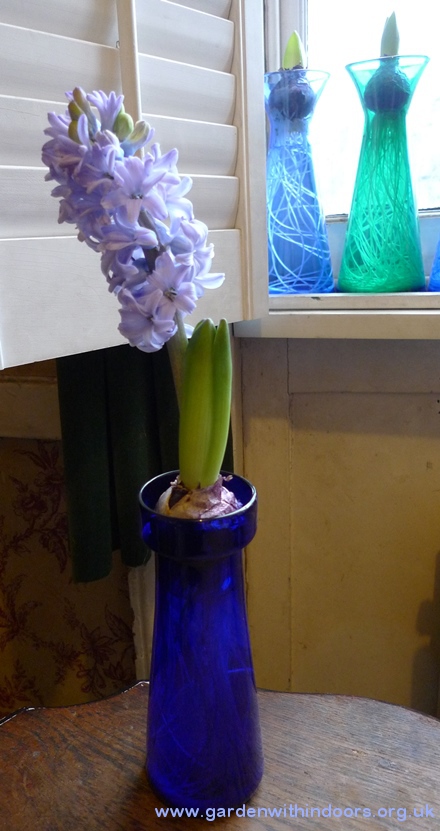 Delft Blue forced hyacinth