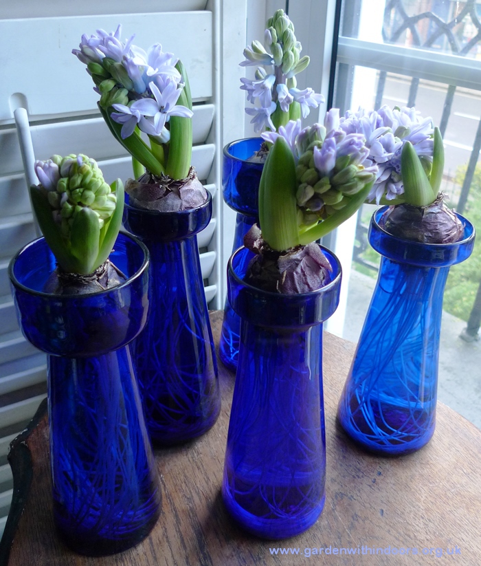 forced delft blue hyacinths in hyacinth vases