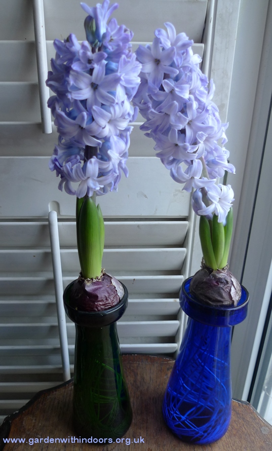 forced delft blue hyacinths in antique hyacinth vases