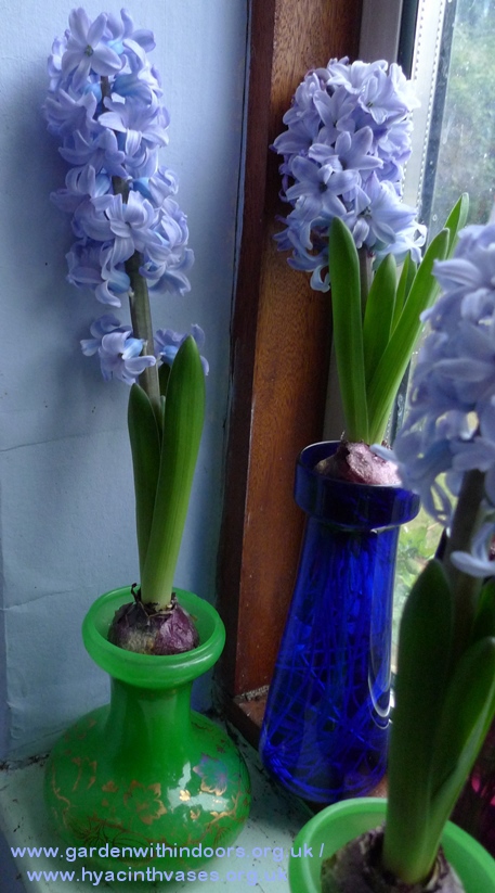 Delft Blue hyacinth in Tye uranium vase