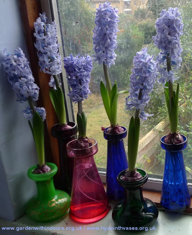 forced Delft Blue hyacinths