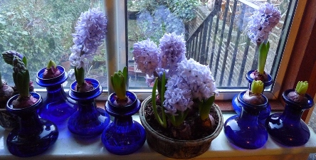 Delft blue hyacinths in vases and a pot