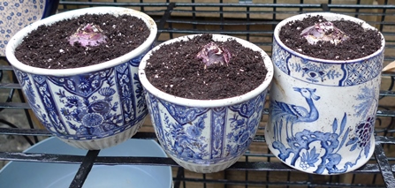 Delft pots with deJager Delft Blue hyacinth bulbs