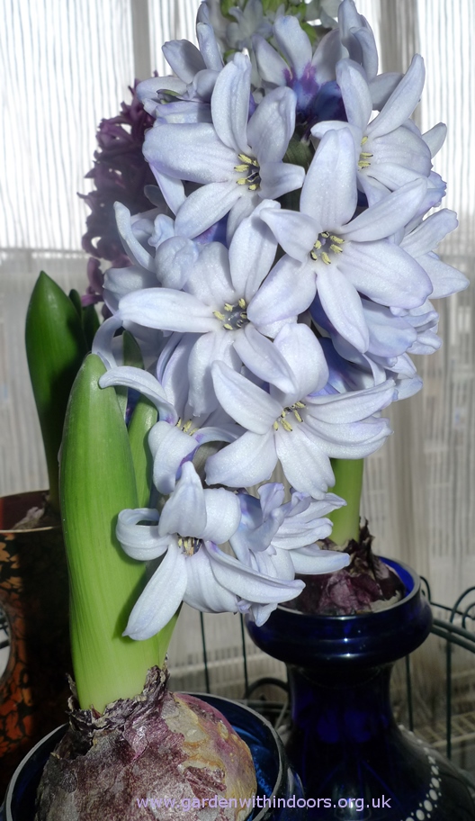 forced Fresco hyacinth