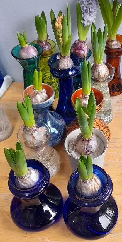 gypsy queen forced hyacinths in bud in hyacinth vases