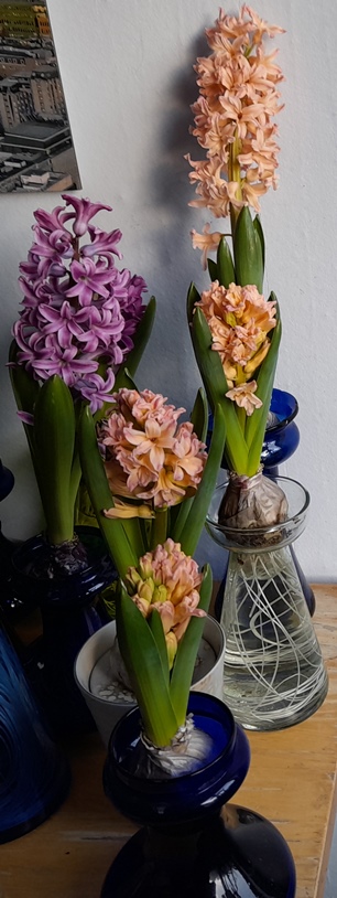gypsy queen forced hyacinths