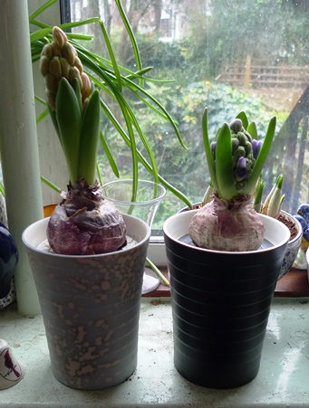 hyacinths in Hornsea bulb pots