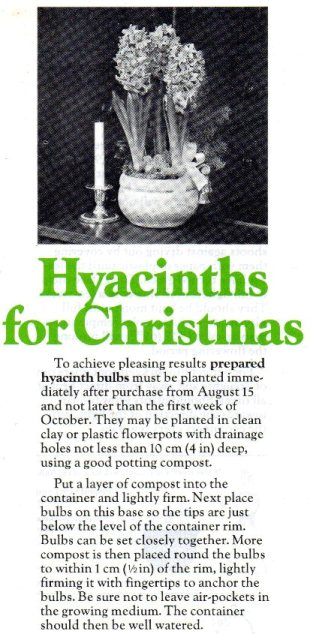 Hyacinths for Christmas page 1