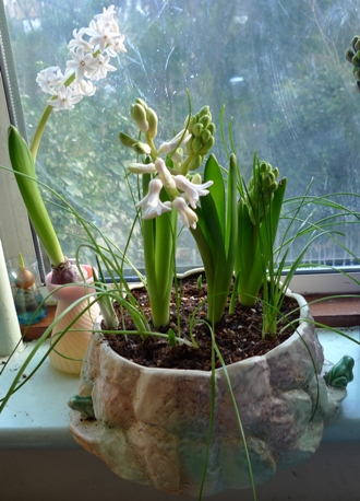 Lady Derby hyacinths