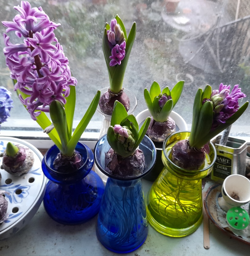 Miss Saigon forced hyacinths