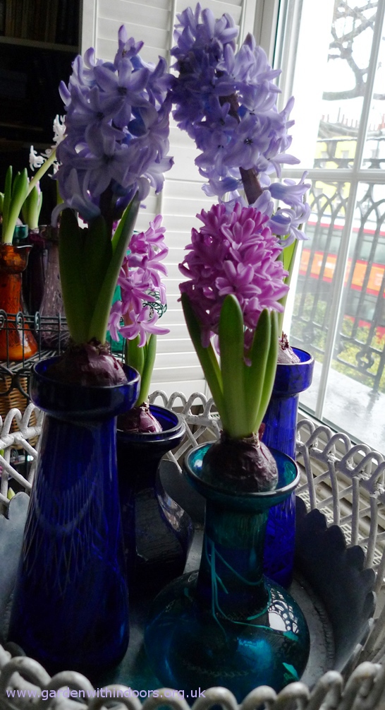 Miss Saigon and Delft Blue forced hyacinths