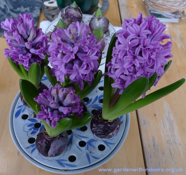 Miss Saigon hyacinths bulb bowl