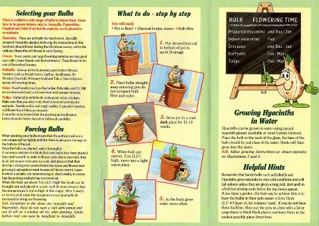Growing Indoor Bulbs Successfully with Mr Bulb page 2