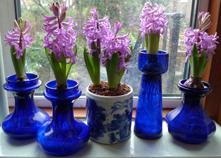 forced Purple Sensation hyacinths 