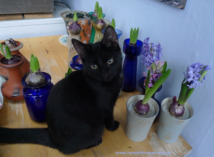 rocky kitten with hyacinth vases