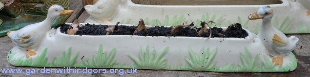 shorter and sons geese flower trough with iris reticula bulbs