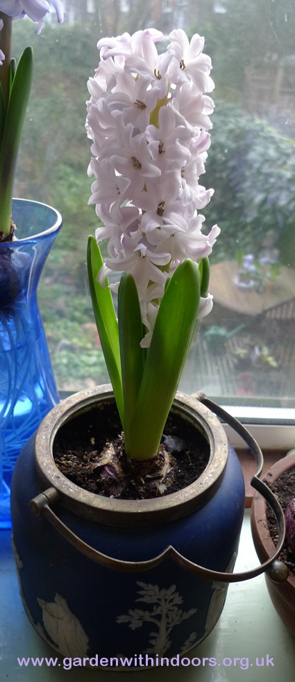 forced Silverstone hyacinth in bloom