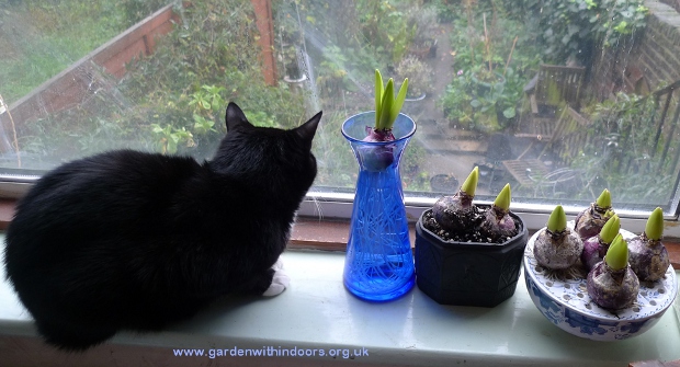 hyacinth vase, pot and bulb bowl