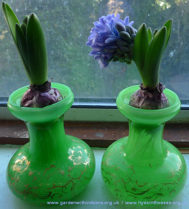Tye uranium hyacinth vases