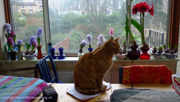 cat and forced hyacinths