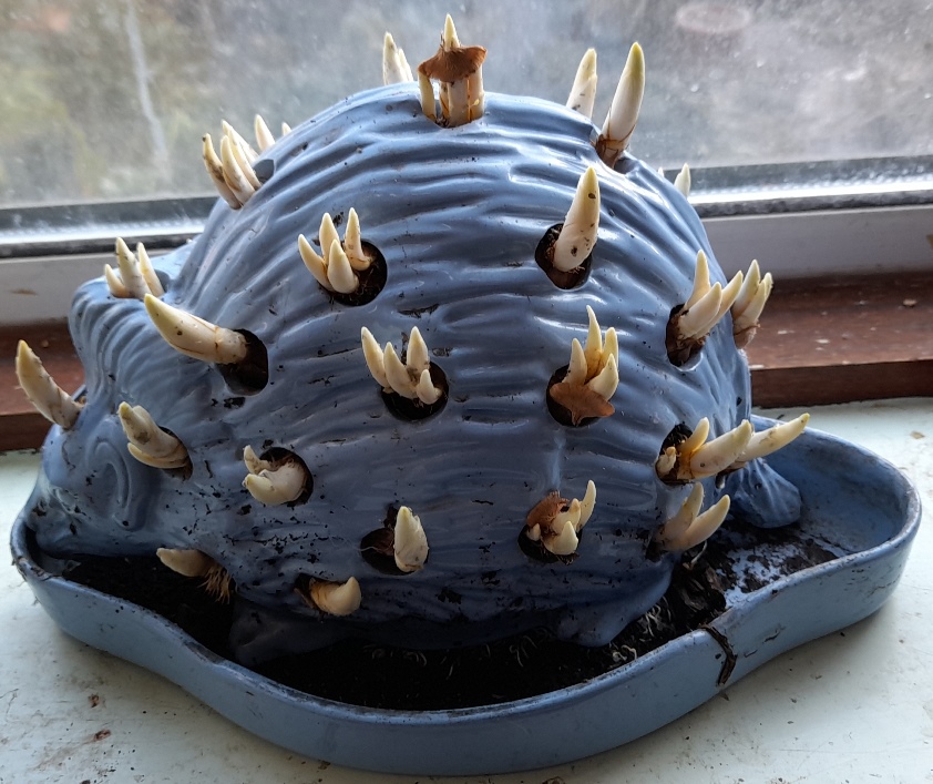 wedgwood hedgehog with crocus bulbs