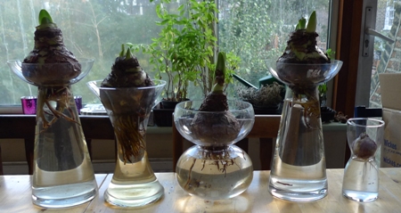 amaryllis bulbs in amaryllis vases
