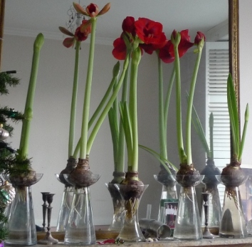 amaryllis vases