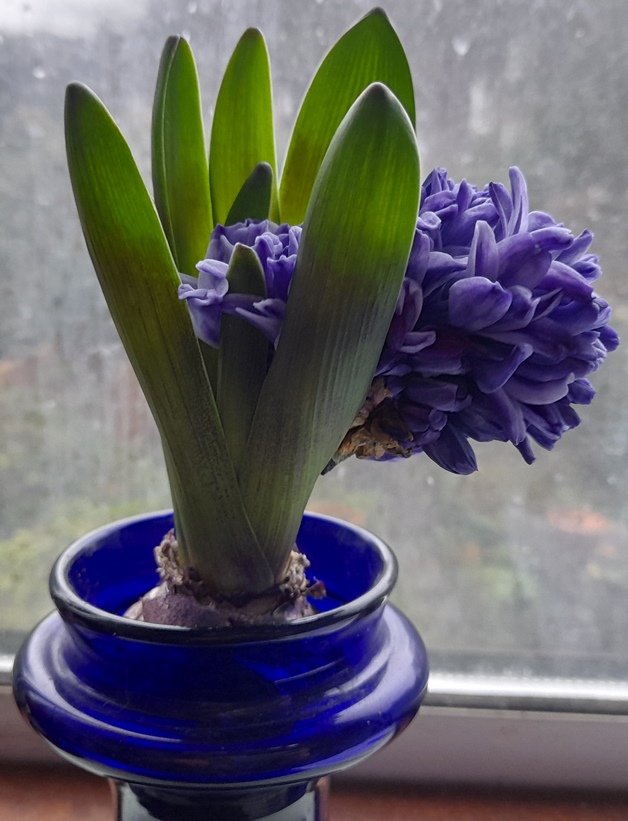 bent hyacinth stem