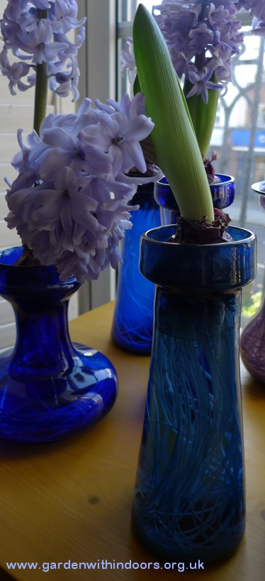 bent hyacinth in vase