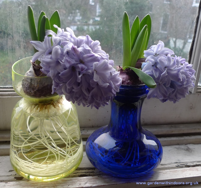 bent forced hyacinths