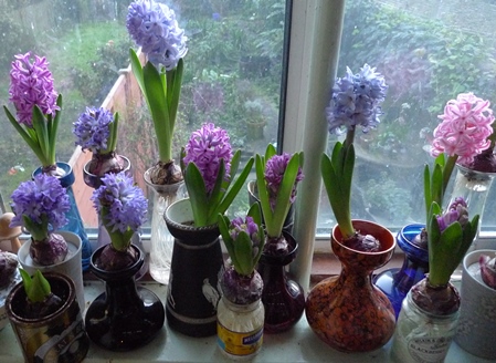 hyacinths blooming in forcing vases