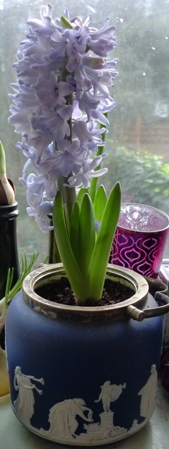 biscuit barrel with hyacinth bulb
