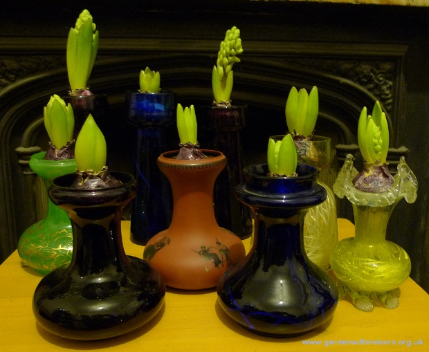 hyacinth bulbs in hyacinth vases in bud