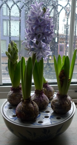 hyacinth bulb bowl on new year's eve