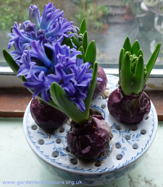 forced hyacinths in bulb bowl
