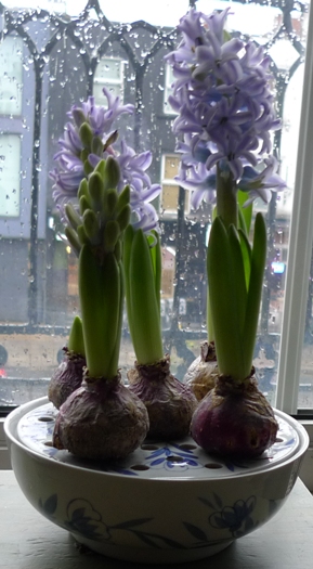 hyacinth bulb bowl on new year's eve