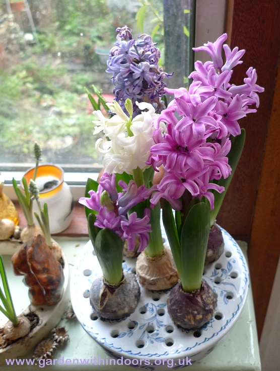 bulb bowl with hyacinth bulbs in bloom