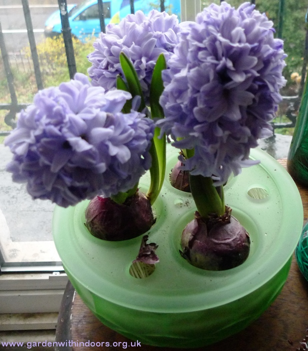 Blue Star hyacinths in Davidson bulb bowl 