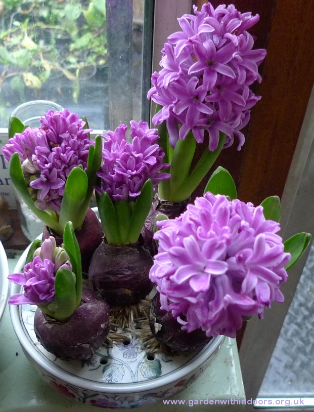 bulb bowl Miss Saigon hyacinths