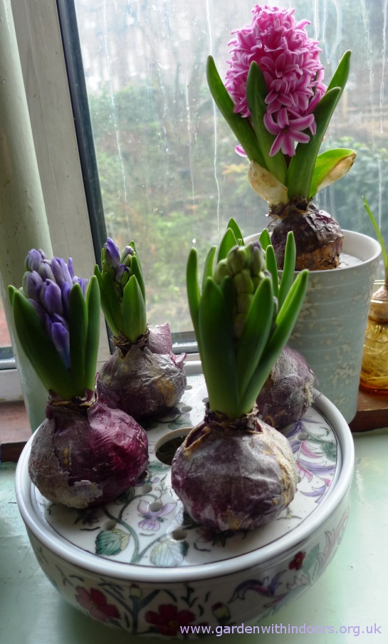 Blue Jacket hyacinths in bulb bowl
