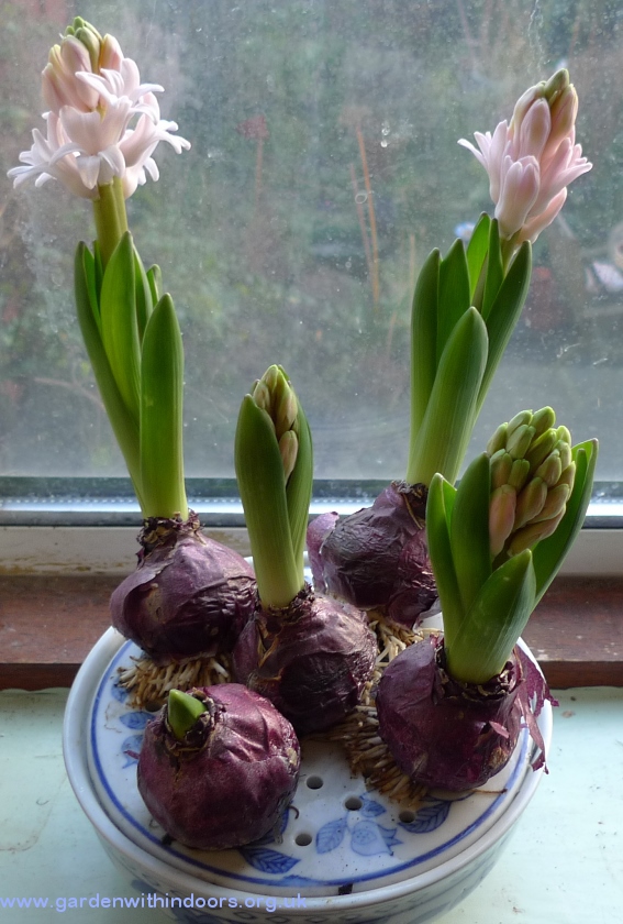 forced Pink Elephant hyacinth bulbs