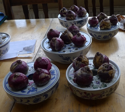 bulb bowls with hyacinth bulbs