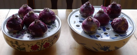 bulb bowls with hyacinth bulbs